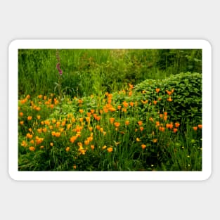 fli poppy field Sticker